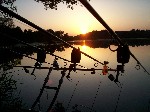 carp addict